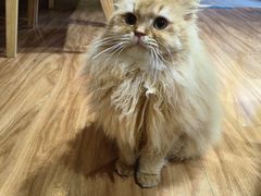 -MOCHA明星猫咖(田子坊店)
