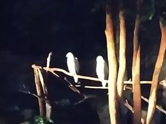 -清迈夜间动物园