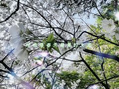 -上海共青森林公园