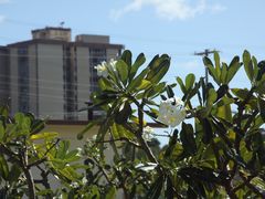 -夏威夷珍珠港