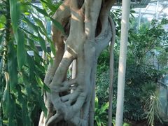 -北京植物园-展览温室