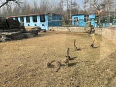 -秦皇岛野生动物园
