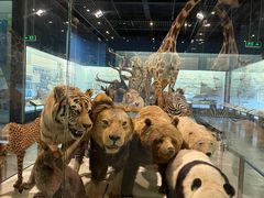 -浙江自然博物院(杭州馆)