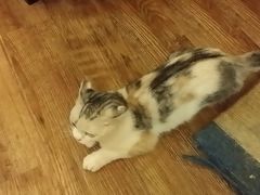 -猫色咖啡·猫咖