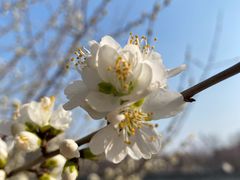 -桃花堤公园