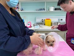 -北京观赏动物医院·24小时大型综合·猫专科·异宠专科