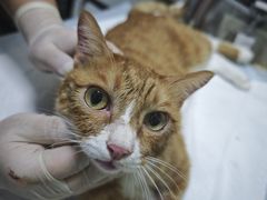 -瑞派长江宠物医院·猫科·外科·24小时夜护(谊城公寓分院)