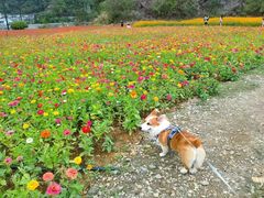 -萌宠之家·腊肠犬·马尔泰·小体犬舍