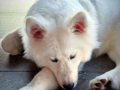 -苗品记茶馆(IFS国金中心店)