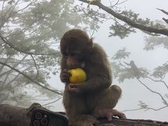 -峨眉山风景名胜区