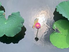 -荔湾湖公园