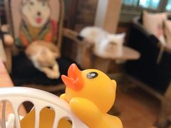 -more than meow吴止猫主题餐厅(承德 中船汇店)