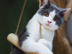 -猫亿天猫咖