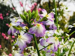 -南汇桃花村