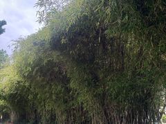 -罗布林卡