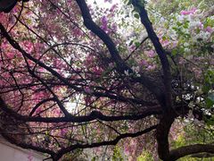 -深圳国际园林花卉博览园