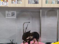 -宠福鑫康馨动物医院·骨科·眼科