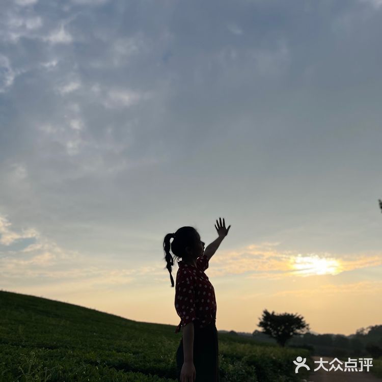 位于花溪的羊艾茶场，非常推荐大家伙去看看