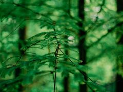 -桤木河湿地公园