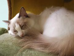 -猫小院猫主题餐厅(三里屯店)