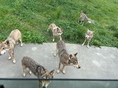 -上海野生动物园