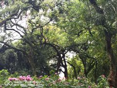 -张坝桂圆林公园