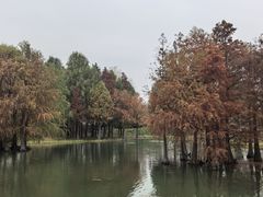 -贡湖湾湿地公园