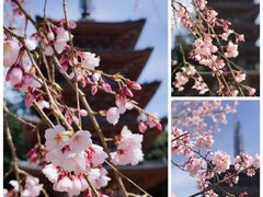 -醍醐寺