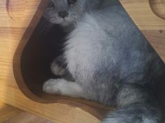 -more than meow吴止猫主题餐厅(承德 中船汇店)