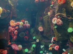 -瑞普利水族馆