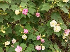 -紫颐香薰山谷景区