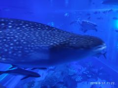 -成都浩海立方海洋公园