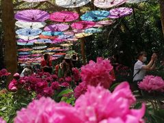 -广西壮族自治区药用植物园