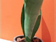 -琴岛本味馄饨馆(寿张路店)