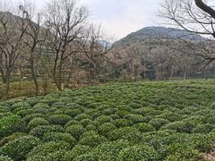 -西湖风景区十里琅珰-五云山