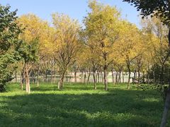 -大兴滨河森林公园