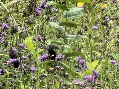 -昆山城市生态森林公园