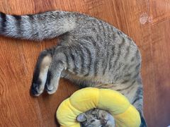 -佳雯宠物医院·皮肤科·内外科(春晓路分院)