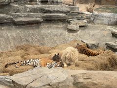 -北京野生动物园
