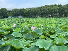 -荷塘月色湿地公园·向阳花洲