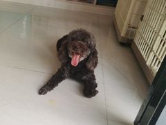 -乐琪宠物医院·犬猫专科·骨外科·急重症