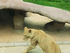 -北京野生动物园