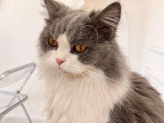 -团子家猫咪猫咖馆·柯基·柯尔鸭