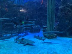 -芜湖新华联大白鲸海洋公园