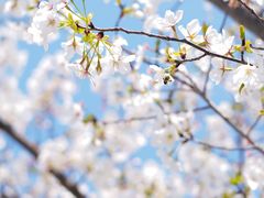 -霸王茶姬(南亚风情第壹城店)