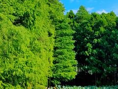 -深圳仙湖植物园