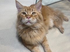 -藏猫猫咖啡主题馆(中央大道店)