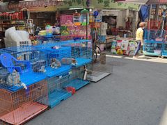 -清平路水族市场