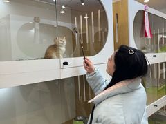 -青奢宠物·青奢猫舍