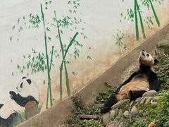 -中国大熊猫保护研究中心雅安碧峰峡基地